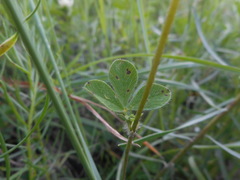 Trifolium pallidum