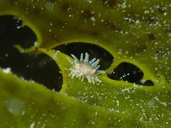 Caldukia affinis