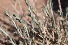 Achillea fragrantissima