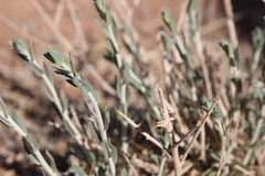 Achillea fragrantissima