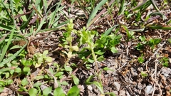 Peronospora alsinearum