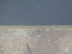 Ludwigia grandiflora