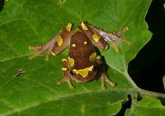 Dendropsophus sarayacuensis
