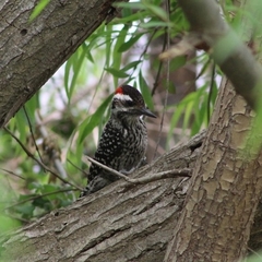 Dryobates lignarius