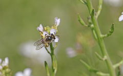 Andrena savignyi