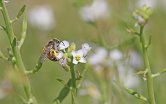 Andrena savignyi