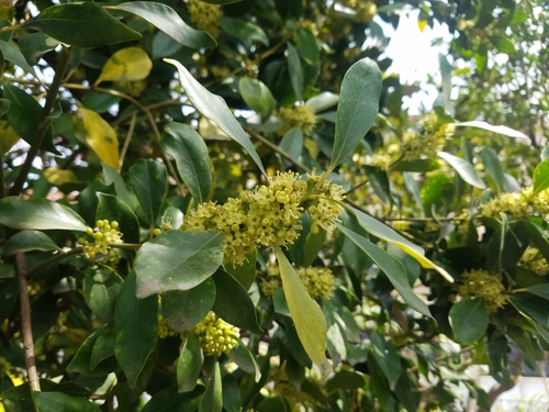 Image of Ilex integra by (c) Yoshihiro Tokue, some rights reserved (CC BY)