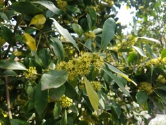 Ilex integra, photograph (c) Yoshihiro Tokue, some rights reserved (CC BY)