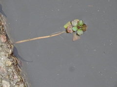 Ludwigia grandiflora