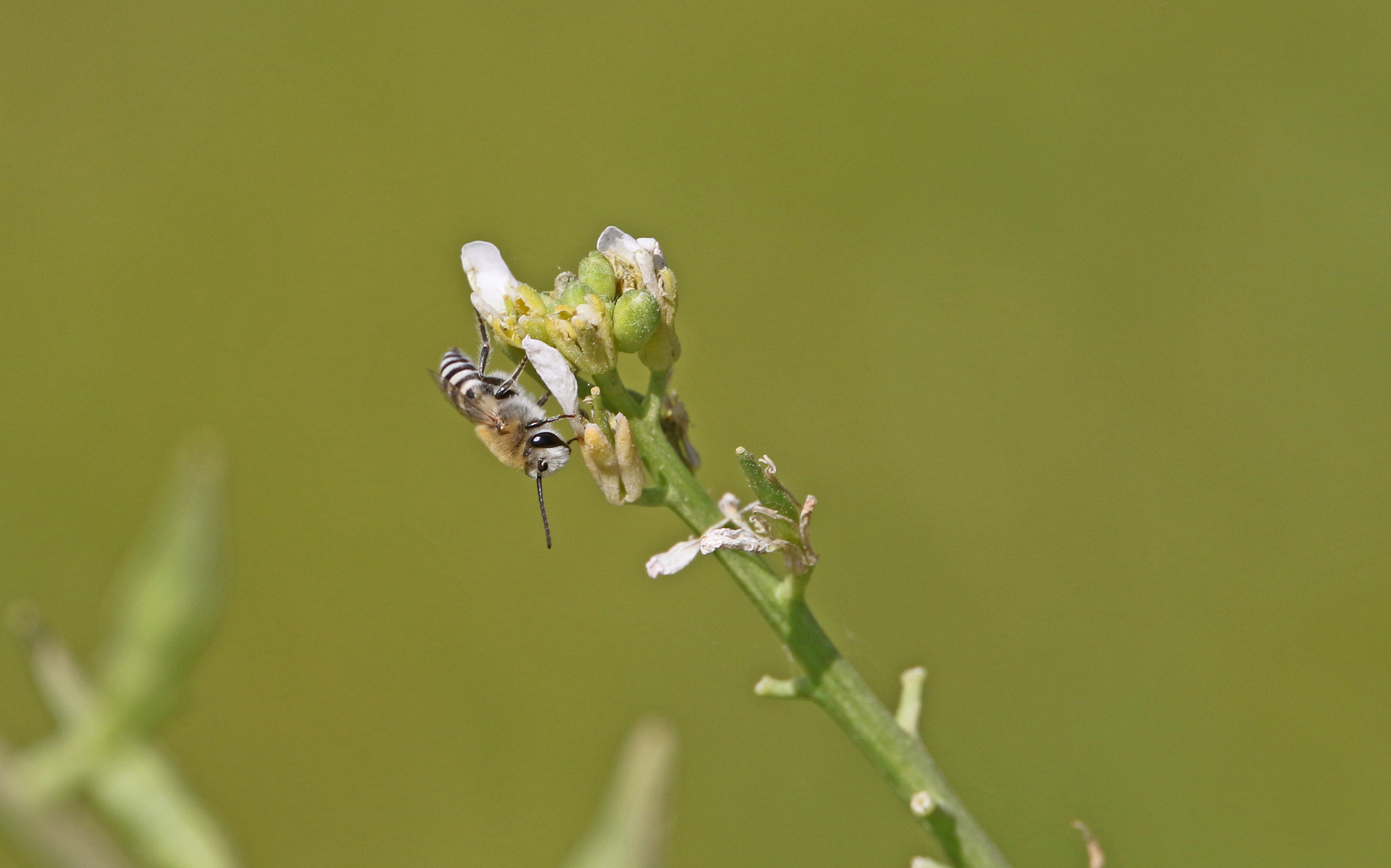 Colletes perezi