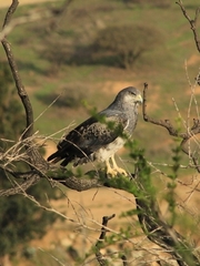 Geranoaetus melanoleucus australis
