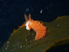 Burnaia helicochorda