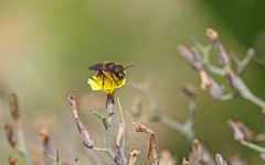 Osmia latreillei
