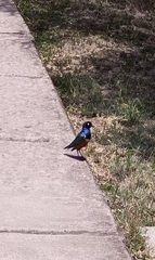 Lamprotornis superbus