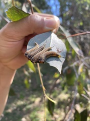 Lophyrotoma interrupta