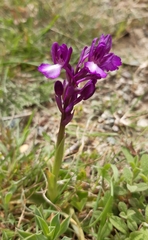 Anacamptis boryi