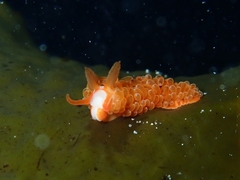 Burnaia helicochorda