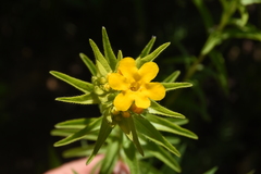 Lithospermum caroliniense croceum