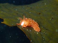 Burnaia helicochorda