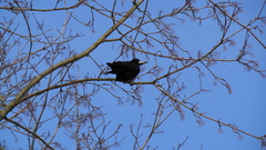 Corvus frugilegus