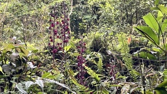 Liparis gigantea