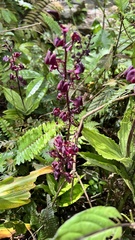 Liparis gigantea