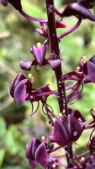Liparis gigantea
