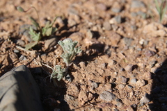 Anthemis melampodina