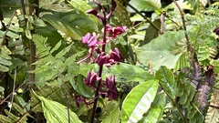 Liparis gigantea