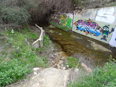 Ludwigia grandiflora
