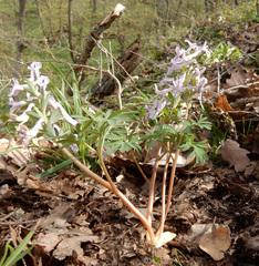 Corydalis tarkiensis