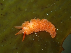 Burnaia helicochorda