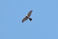 Accipiter nisus