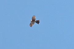 Accipiter nisus