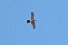 Accipiter nisus