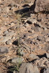 Achnatherum parviflorum