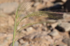 Achnatherum parviflorum