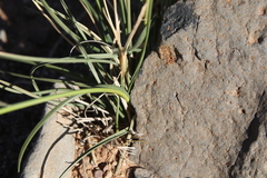 Achnatherum parviflorum