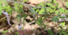 Corydalis tarkiensis