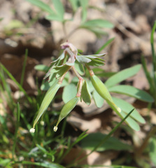 Corydalis tarkiensis