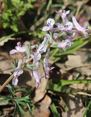Corydalis tarkiensis