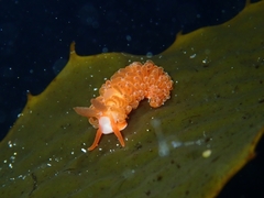 Burnaia helicochorda