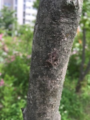 Acanthocoris sordidus