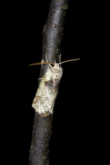 Declana floccosa