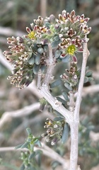 Gymnocarpos decander