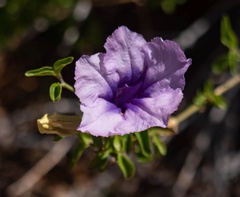 Ruellia brandbergensis