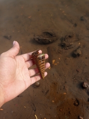Telescopium telescopium