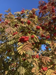 Sorbus aucuparia