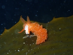 Burnaia helicochorda