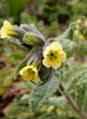 Nonea flavescens